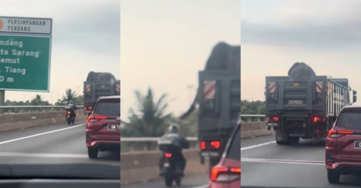 gelagat gajah