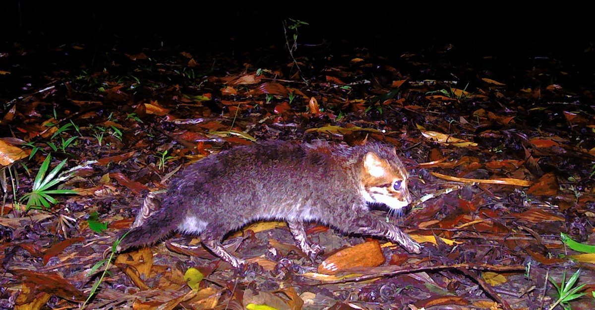 kucing berkepala rata