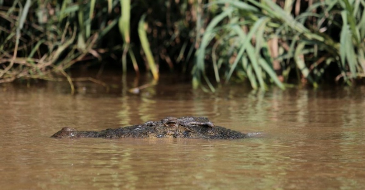 ancaman buaya ketika banjir beaufort