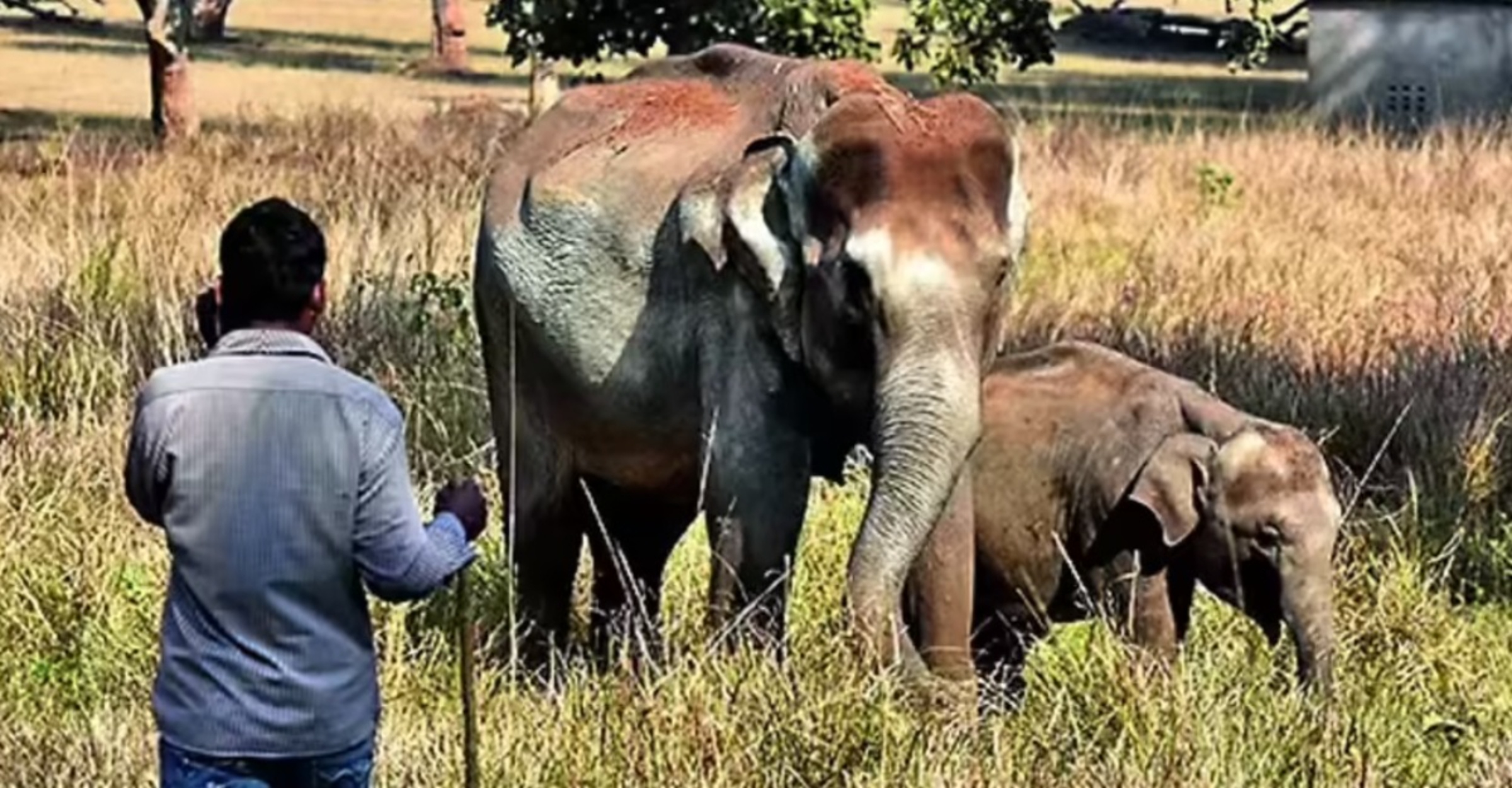 gajah mengamuk