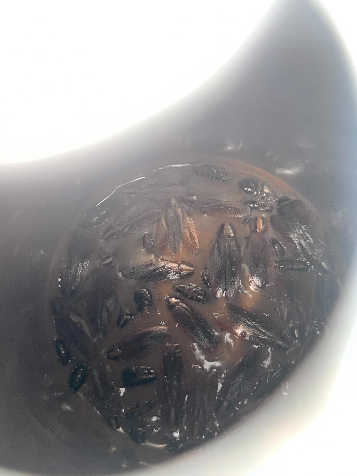 kopi perangkap lipas kereta